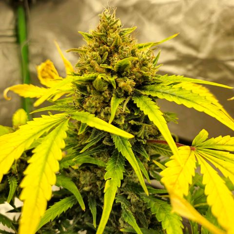 HulkBerry Automatic growlog photo: Last woman standing 