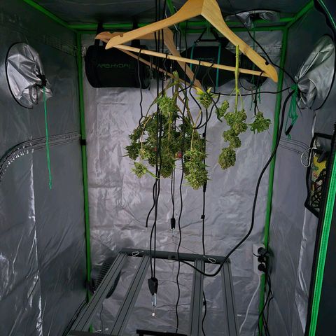 HulkBerry Automatic growlog timeline photo
