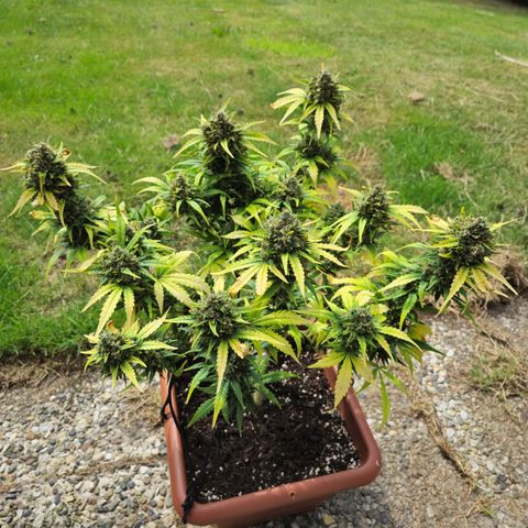 HulkBerry Automatic growlog timeline photo