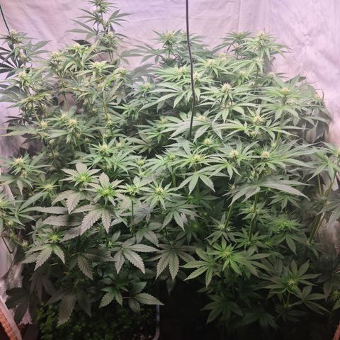Mimosa x orange punch stecki 1 von stecki 1 growlog timeline photo