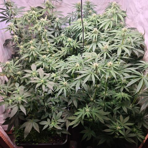 Mimosa x orange punch stecki 1 von stecki 1 growlog timeline photo