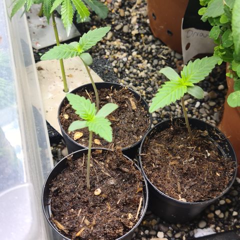 sensi amnesia xxl 3 growlog timeline photo