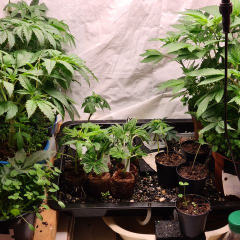 sensi amnesia xxl 2 growlog timeline photo