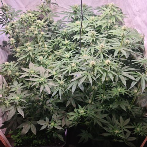Mimosa x orange punch stecki 1 von stecki 1 growlog timeline photo