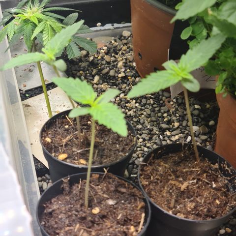 sensi amnesia xxl 2 growlog timeline photo