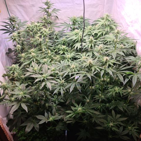 Mimosa x orange punch stecki 1 von stecki 1 growlog timeline photo