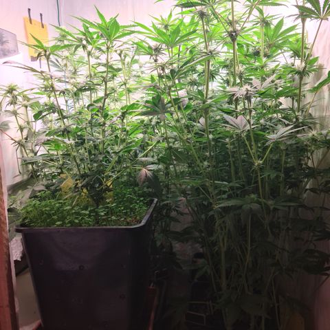 Mimosa x orange punch stecki 1 von stecki 1 growlog timeline photo