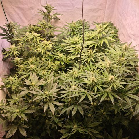 Mimosa x orange punch stecki 1 von stecki 1 growlog timeline photo
