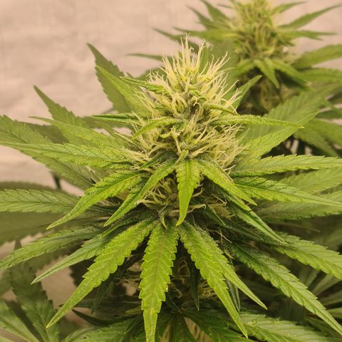 Mimosa x orange punch stecki 1 von stecki 1 growlog timeline photo