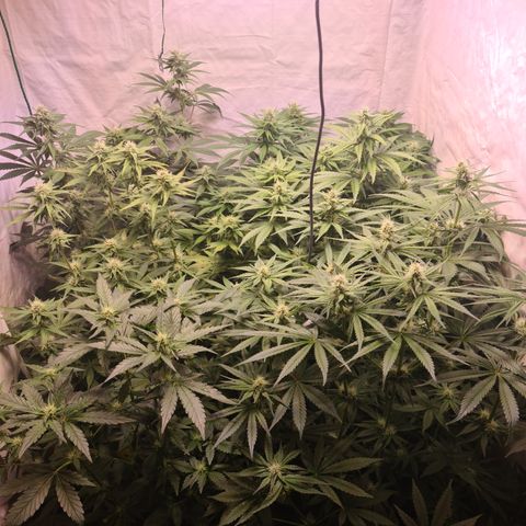 Mimosa x orange punch stecki 1 von stecki 1 growlog timeline photo