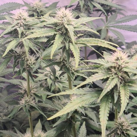 Mimosa x orange punch stecki 1 von stecki 1 growlog timeline photo