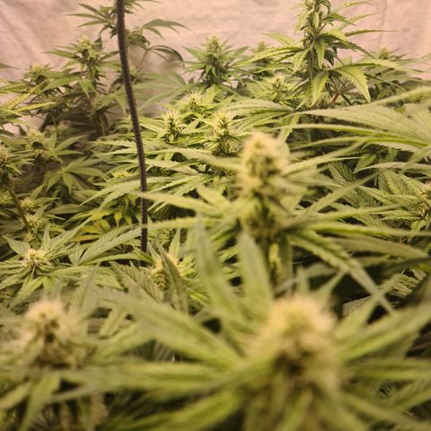 Mimosa x orange punch stecki 1 von stecki 1 growlog timeline photo