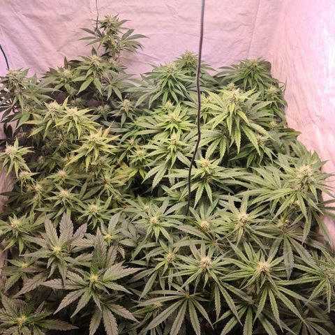 Mimosa x orange punch stecki 1 von stecki 1 growlog timeline photo