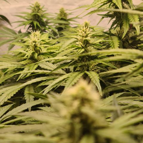 Mimosa x orange punch stecki 1 von stecki 1 growlog timeline photo