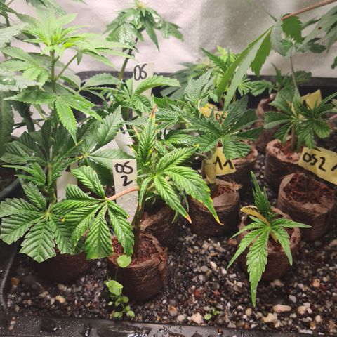Orange sherbert stecki 1 von stecki 2 growlog timeline photo