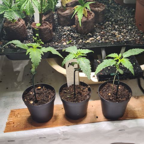 Orange sherbert stecki 1 von stecki 2 growlog timeline photo