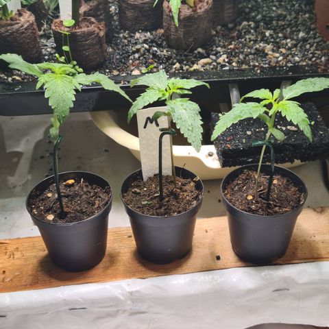 sensi amnesia xxl 2 growlog timeline photo