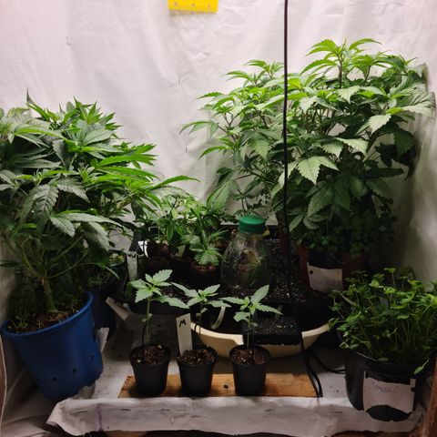 Orange sherbert stecki 1 von stecki 2 growlog timeline photo