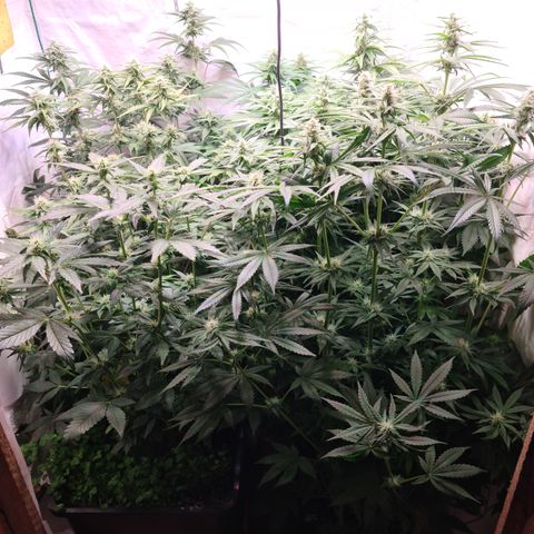 Mimosa x orange punch stecki 1 von stecki 1 growlog timeline photo