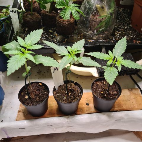 sensi amnesia xxl 2 growlog timeline photo