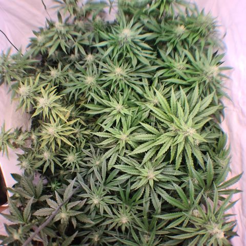 Mimosa x orange punch stecki 1 von stecki 1 growlog timeline photo