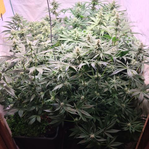 Mimosa x orange punch stecki 1 von stecki 1 growlog timeline photo