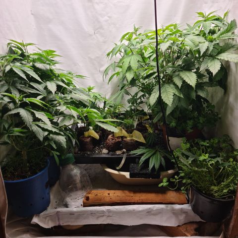 Orange sherbert stecki 1 von stecki 2 growlog timeline photo
