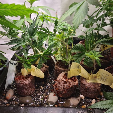 Orange sherbert stecki 1 von stecki 2 growlog timeline photo