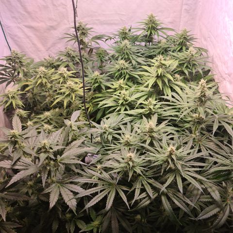 Mimosa x orange punch stecki 1 von stecki 1 growlog timeline photo