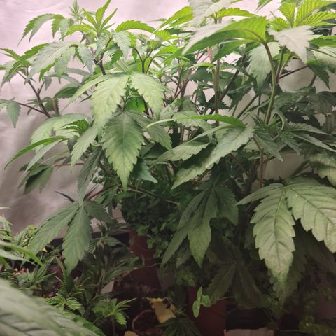 Orange sherbert stecki 1 von stecki 2 growlog timeline photo