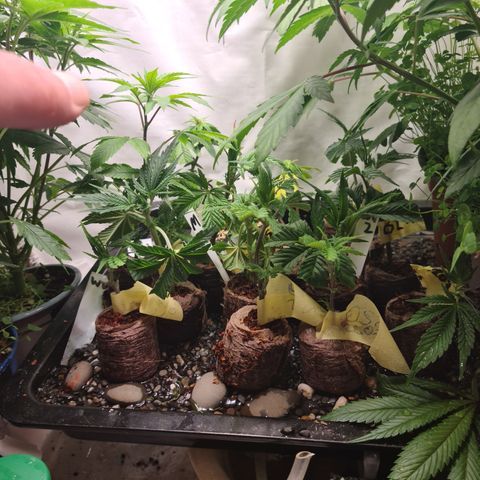 Orange sherbert stecki 1 von stecki 2 growlog timeline photo