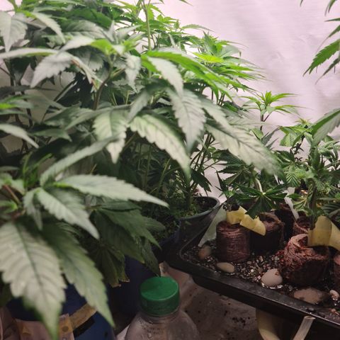 Orange sherbert stecki 1 von stecki 2 growlog timeline photo