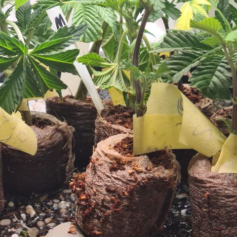Orange sherbert stecki 1 von stecki 2 growlog timeline photo