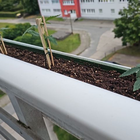 sensi amnesia xxl 2 growlog photo: Haben jetzt ihren Platz draußen bezogen
