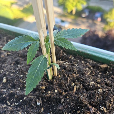 sensi amnesia xxl 1 growlog timeline photo