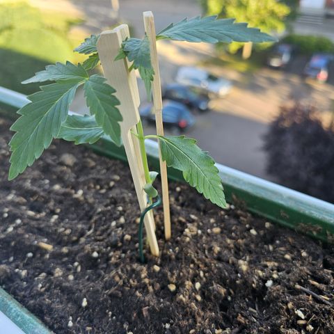sensi amnesia xxl 2 growlog timeline photo