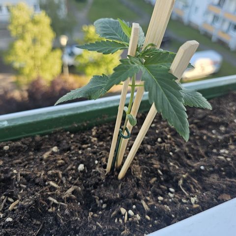 sensi amnesia xxl 3 growlog timeline photo