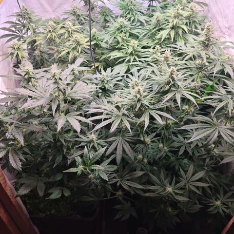 Mimosa x orange punch stecki 1 von stecki 1 growlog timeline photo