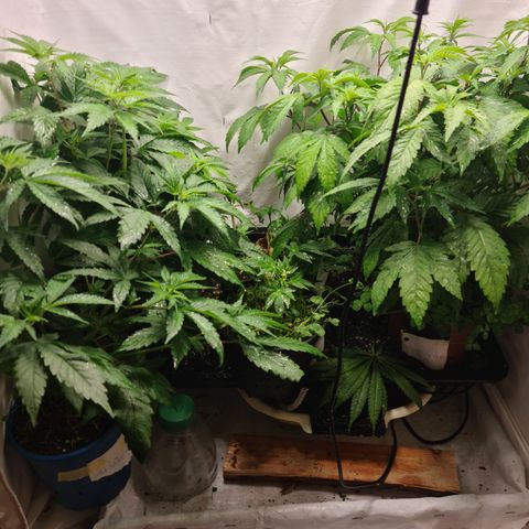 Orange sherbert stecki 1 von stecki 2 growlog timeline photo