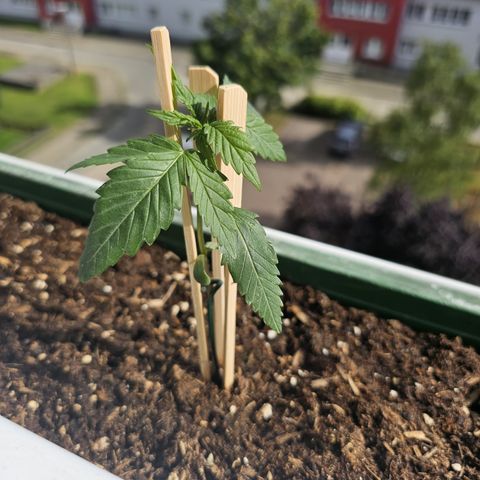 sensi amnesia xxl 1 growlog timeline photo