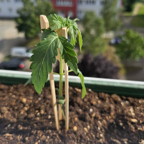 sensi amnesia xxl 2 growlog timeline photo