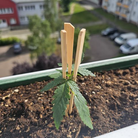 sensi amnesia xxl 3 growlog timeline photo