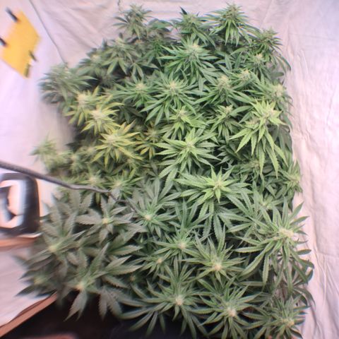 Mimosa x orange punch stecki 1 von stecki 1 growlog timeline photo