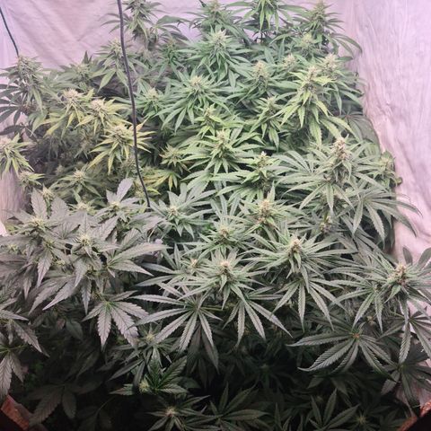 Mimosa x orange punch stecki 1 von stecki 1 growlog timeline photo