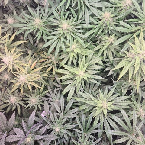 Mimosa x orange punch stecki 1 von stecki 1 growlog timeline photo