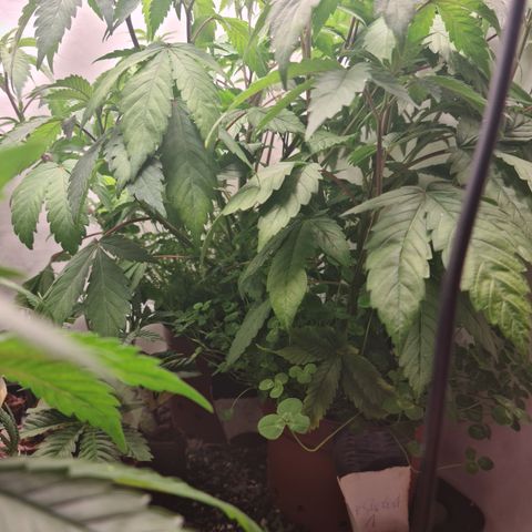 Orange sherbert stecki 1 von stecki 2 growlog timeline photo