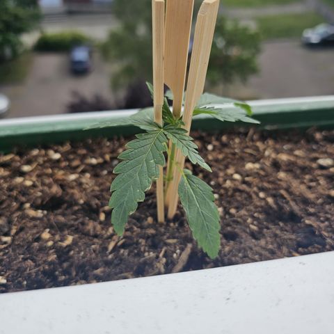 sensi amnesia xxl 1 growlog timeline photo