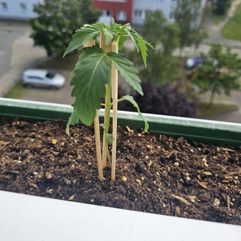 sensi amnesia xxl 2 growlog timeline photo