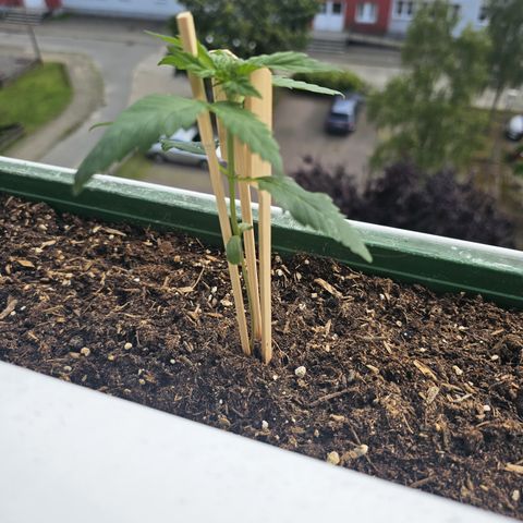 sensi amnesia xxl 3 growlog timeline photo