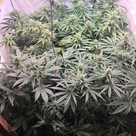 Mimosa x orange punch stecki 1 von stecki 1 growlog timeline photo